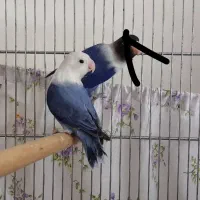 سه طوطی و جوجه طوطی برزیلی|پرنده|تهران, مینای شمالی (مخبر)|دیوار