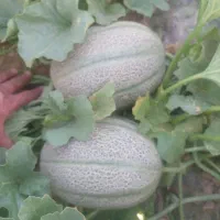 خربزه مشهدی و جانا