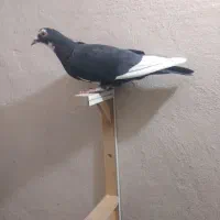 کفتر پلنگ ماده.