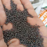 کلزا|خدمات باغبانی و درختکاری|گمیشان, |دیوار