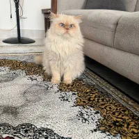 فروش گربه پرشین هیمالین