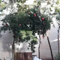 شهرک پرواز دو طبقه ویلایی|فروش آپارتمان|بوئین زهرا, |دیوار