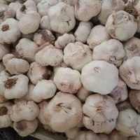 فروش سیر