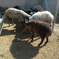 بره|حیوانات مزرعه|زاویه, |دیوار