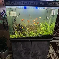 اکواریوم شیشه خمیده