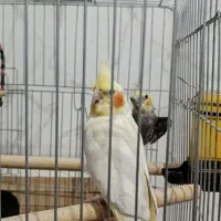 عروس هلندی