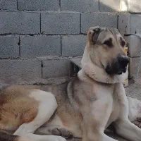 واگذاری توله سرابی