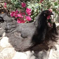 مرغ و خروس در بندر خمیر|حیوانات مزرعه|خمیر, |دیوار