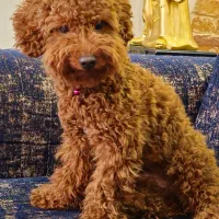 سگ توی پودل اصل وارداتی روسیه