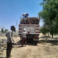 خریدار چوب|خدمات باغبانی و درختکاری|بروجرد, |دیوار