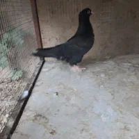 فروش کبوتر