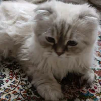 گربه پرشین اسکاتیش|گربه|تهران, بریانک|دیوار