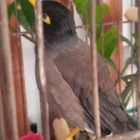 یک عدد مرغ مینا و سیره پرصورتی|پرنده|تهران, تهرانسر غربی|دیوار