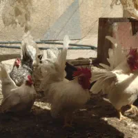 ۵ عدد مرغ و خروس جاپنیز