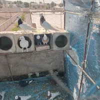 کبوترطوقی