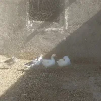 دوعدد غاز سالم و سرحال