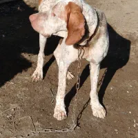 سگ شکاری پوینتر نر|سگ|شلمان, |دیوار