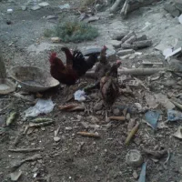 فروش مرغ و خروس