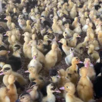 مرغابی اوردک یک روزه|حیوانات مزرعه|بندر ماهشهر, |دیوار