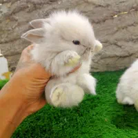 خرگوش مینیاتوری|موش و خرگوش|تهران, سلسبیل شمالی|دیوار