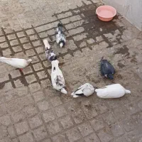 چند طوق کبوتر عالی