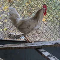 خروس محلی و خروس برهما