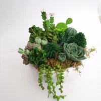 کاکتوس خمیری