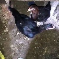 مرغ لاری