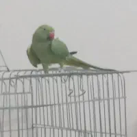 طوطی ملنگو نر