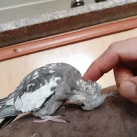 عروس هلندی گم شده