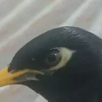 پرنده مینا|پرنده|کشکسرای, |دیوار