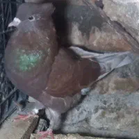 سرخ نوک سفید