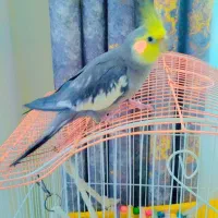 عروس هلندی|پرنده|سنندج, |دیوار