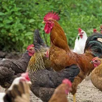 مرغ بومی همه مشکی و چاق و چله 8عدد