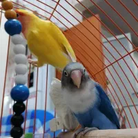 طوطی برزیلی|پرنده|بندر انزلی, پیل علی باغ|دیوار