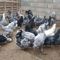 تخممرغ نطفع دار گلین