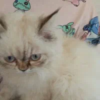 گم شده|گربه|قشم, |دیوار