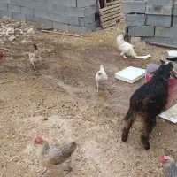 فروش تعدادی مرغ و جوجه بزرگ (جُنگه) قلعه تل|حیوانات مزرعه|ایذه, |دیوار