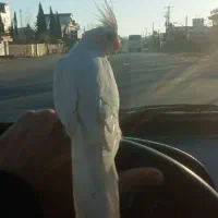 عروس هلندی البینو فول رام دستی با قفس