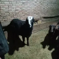 سه عدد قوچ قره قزیل افشای اصل|حیوانات مزرعه|اهر, |دیوار