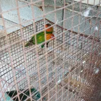 ماهشهر جراحی
