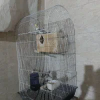 عروس هلندی|پرنده|شیراز, ماه فیروزان|دیوار