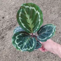 گل کالاته آ مدالیون