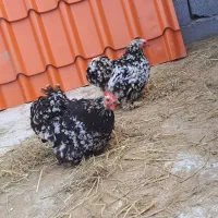 تخم نطفه دار کوشین اصیل