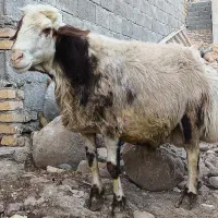 قوچ|حیوانات مزرعه|کاکاوند, |دیوار