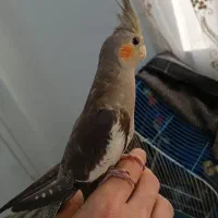 یک جفت عروس هلندی نرو ماده زیبا مفت|پرنده|املش, |دیوار