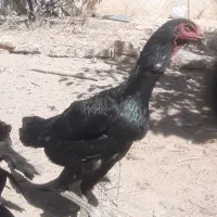 مرغ و خروس رسمی و لاری اصیل|حیوانات مزرعه|مشهد, توس (بلوار توس)|دیوار