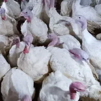 بوقلمون گوشتی کاملا ارگانیک|حیوانات مزرعه|احمدسرگوراب, |دیوار