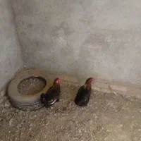 مرغ عربی|حیوانات مزرعه|اهواز, شهرک دانشگاه|دیوار