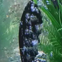 ماهی بلک گوست (روح شب)